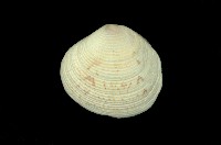 藏品(唱片簾蛤)的圖片